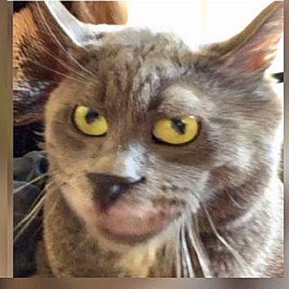 Catcat participe au concours pour gagner de l'argent avec cette photo : building, carnivore, cat, domestic_short_haired_cat, felidae, fur, photo_caption, rectangle, small_to_medium_sized_cats, snout, square, terrestrial_animal, whiskers, wildlife, window