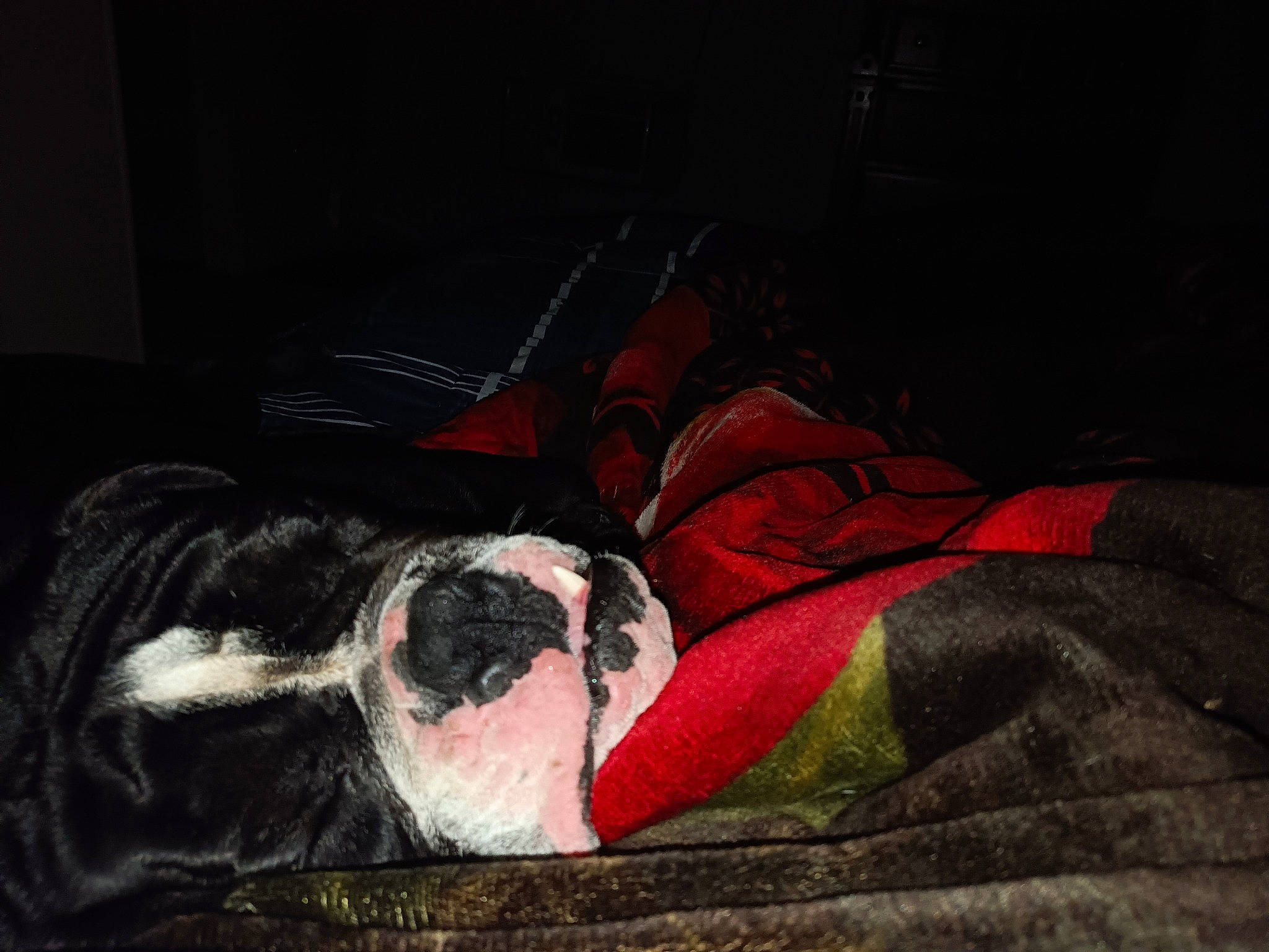 Chato is registered to the contest to win money with this photo: art, carmine, carnivore, comfort, darkness, dog_breed, drawing, fictional_character, flesh, fur, linens, magenta, nap, painting, room, still_life, still_life_photography, tints_and_shades, visual_arts, whiskers