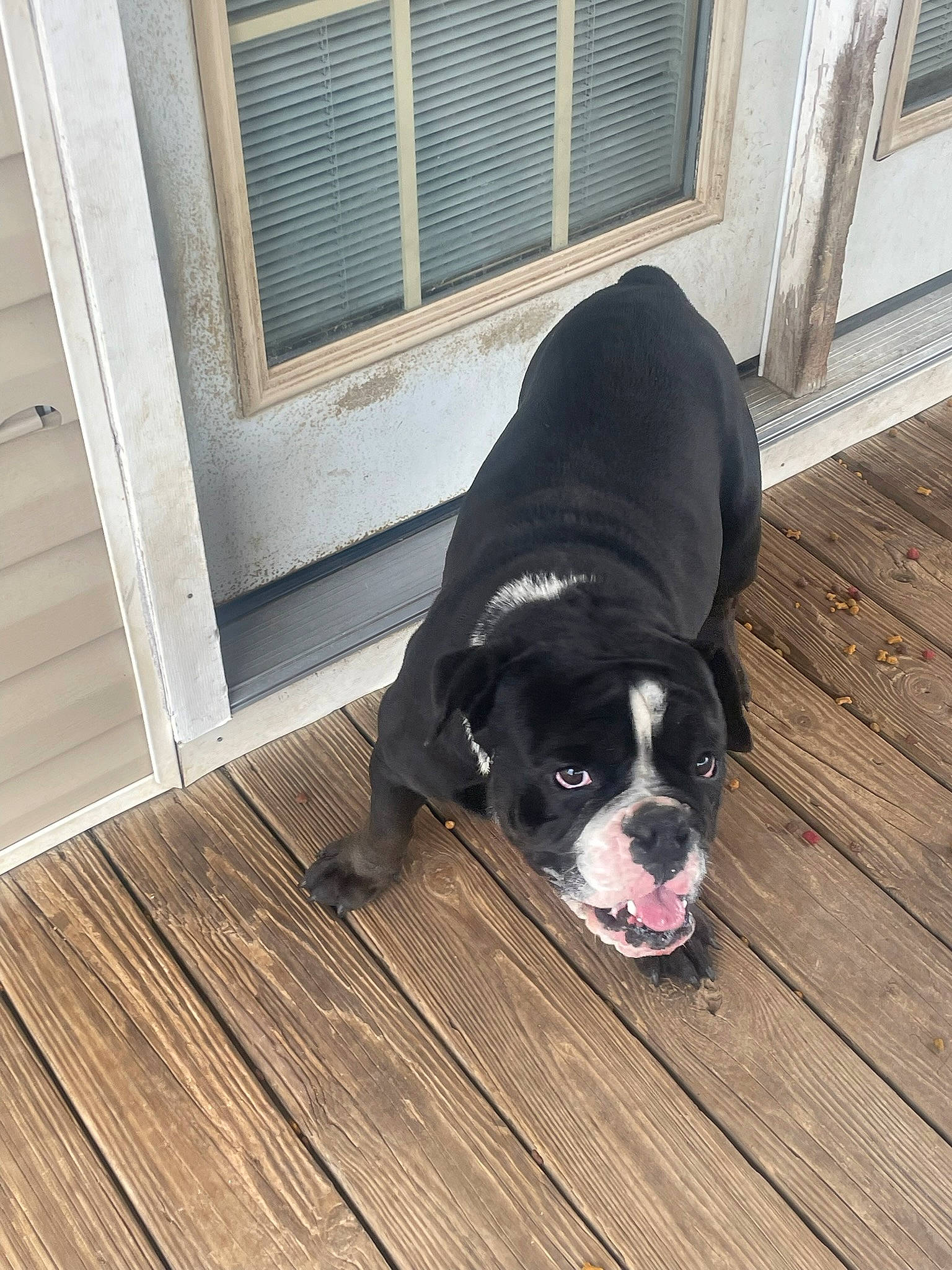 Chato joined the competition — help win amazing prizes! canidae, carnivore, companion_dog, dog, dog_breed, fixture, floor, flooring, fur, hardwood, laminate_flooring, pet_supply, plank, snout, tail, window, wood, wood_flooring, wood_stain, working_animal