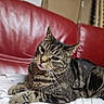 cat, tabby_cat, feline, pet, animal, striped_fur, whiskers, ears, eyes, lying_down, relaxed, indoors, couch, leather, red, blanket, bed, portrait, closeup, home