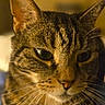 cat, tabby_cat, feline, pet, animal, portrait, close_up, face, whiskers, ears, striped_fur, brown_fur, green_eyes, indoor, warm_lighting, sitting, serious_expression, cozy, blurred_background, photography