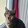 cat, tabby_cat, pet, animal, yawning, open_mouth, whiskers, ears, fur, striped_fur, brown, black, portrait, close_up, indoor, curtains, window, sitting, funny, sleepy