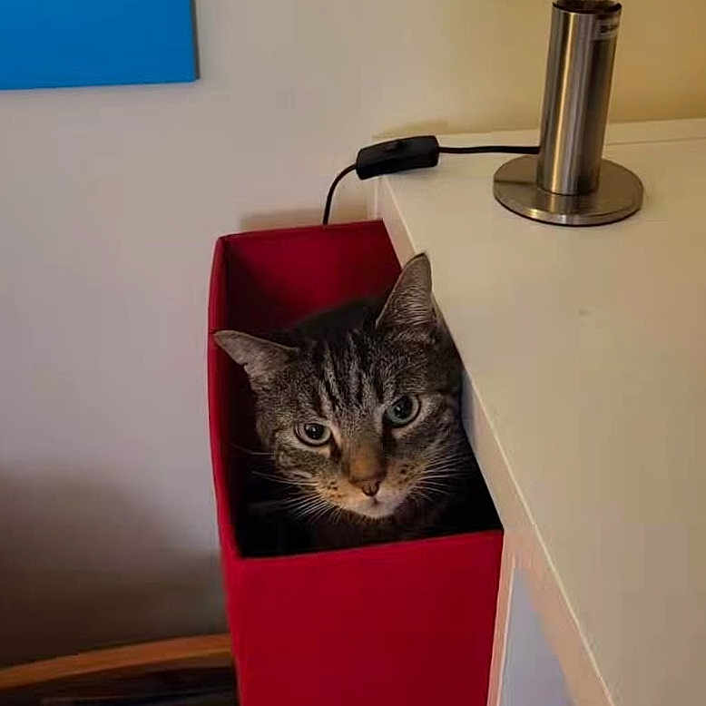 Muscat