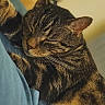 cat, tabby_cat, sleeping, sleepy, closed_eyes, furry, whiskers, ears, face, animal, pet, cuddle, relaxed, cozy, blue_fabric, indoors, warm_lighting, closeup, portrait, companion