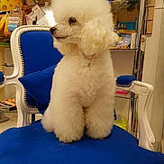 Willo participe au concours pour gagner de l'argent avec cette photo : animal, blue_chair, calm, chair, companion, cushion, cute, decor, dog, domestic, fluffy, furniture, household, indoor, pet, poodle, portrait, shelf, sitting, white_dog