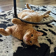 Oliver is registered to the contest to win money with this photo: cat, orange_cat, pet, animal, feline, lying_down, upside_down, playful, relaxed, indoor, living_room, rug, spotted_rug, wood_floor, table, table_leg, paws, whiskers, green_eyes, close_up