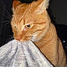Oliver joined the competition — help win amazing prizes! cat, orange_cat, tabby, feline, pet, animal, portrait, close_up, whiskers, ears, eyes, fur, gray_blanket, textile, indoor, dark_background, sitting, nibbling, funny, cozy
