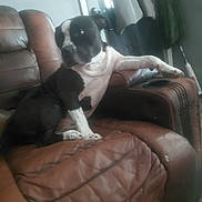Triton is registered to the contest to win money with this photo: black_and_white, black_fur, brown_furniture, casual_photo, cozy, dog, extended_leg, home, indoor, leather_chair, living_room, lounging, paws, pet, portrait, recliner, relaxed, short_hair, sitting, white_chest