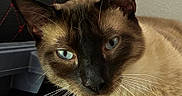 Osiris Eatton joined the competition — help win amazing prizes! cat, siamese_cat, pet, animal, feline, blue_eyes, whiskers, ears, brown_fur, cream_fur, dark_face, close_up, portrait, indoor, sitting, resting, cardboard, chair, cozy, photography