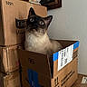 Osiris Eatton is registered to the contest to win money with this photo: cat, siamese_cat, kitten, blue_eyes, wide_eyed, sitting, cardboard_box, shipping_box, package, amazon_box, warehouse, indoors, home, blanket, plush_toy, stacked_boxes, brown, portrait, curious, funny