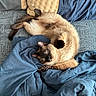 Osiris Eatton joined the competition — help win amazing prizes! cat, siamese_cat, pet, animal, blue_eyes, brown_fur, cream_fur, dark_points, whiskers, ears, paws, tail, lying_down, upside_down, relaxed, bed, blanket, bedspread, bedroom, indoor