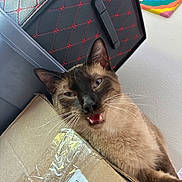Osiris Eatton is registered to the contest to win money with this photo: cat, siamese_cat, pet, animal, face, whiskers, ears, blue_eyes, open_mouth, feline, brown_fur, dark_mask, cardboard_box, package, indoors, closeup, portrait, colorful_background, black_case, funny_expression