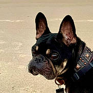 Frankie is registered to the contest to win money with this photo: animal, beach, black_dog, canine, close_up, collar, cute, dog, ears, french_bulldog, fur, leash, outdoor, paw_prints, pet, portrait, sand, summer, sunlight, tan_markings