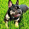Frankie joined the competition — help win amazing prizes! animal, canine, closeup, collar, cute, daylight, dog, ears, french_bulldog, grass, greenery, happy, lying, muzzle, nature, outdoor, pet, playful, summer, tongue