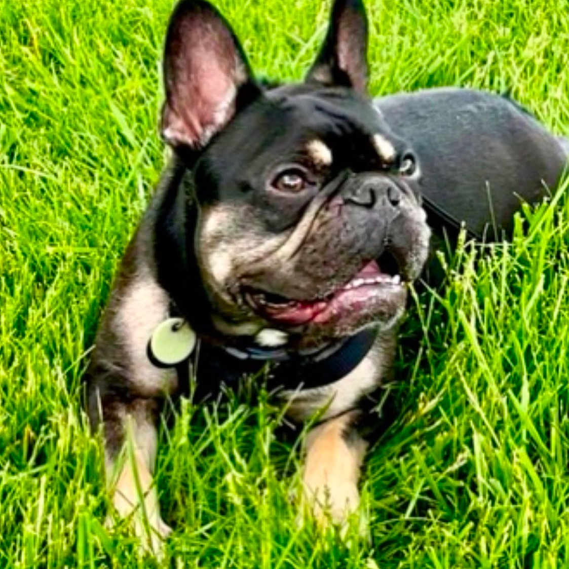 Frankie