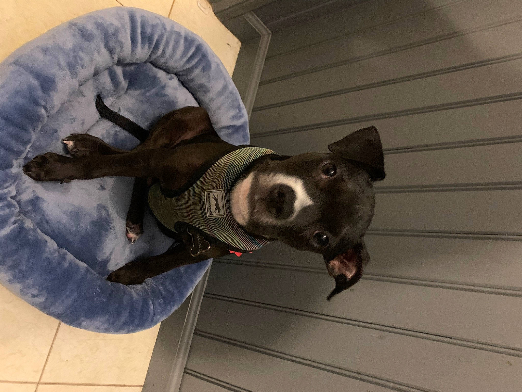 Penelope is registered to the contest to win money with this photo: american_hairless_terrier, canidae, carnivore, companion_dog, dog, dog_breed, ear, feist, italian_greyhound, snout, sporting_group, toy_dog