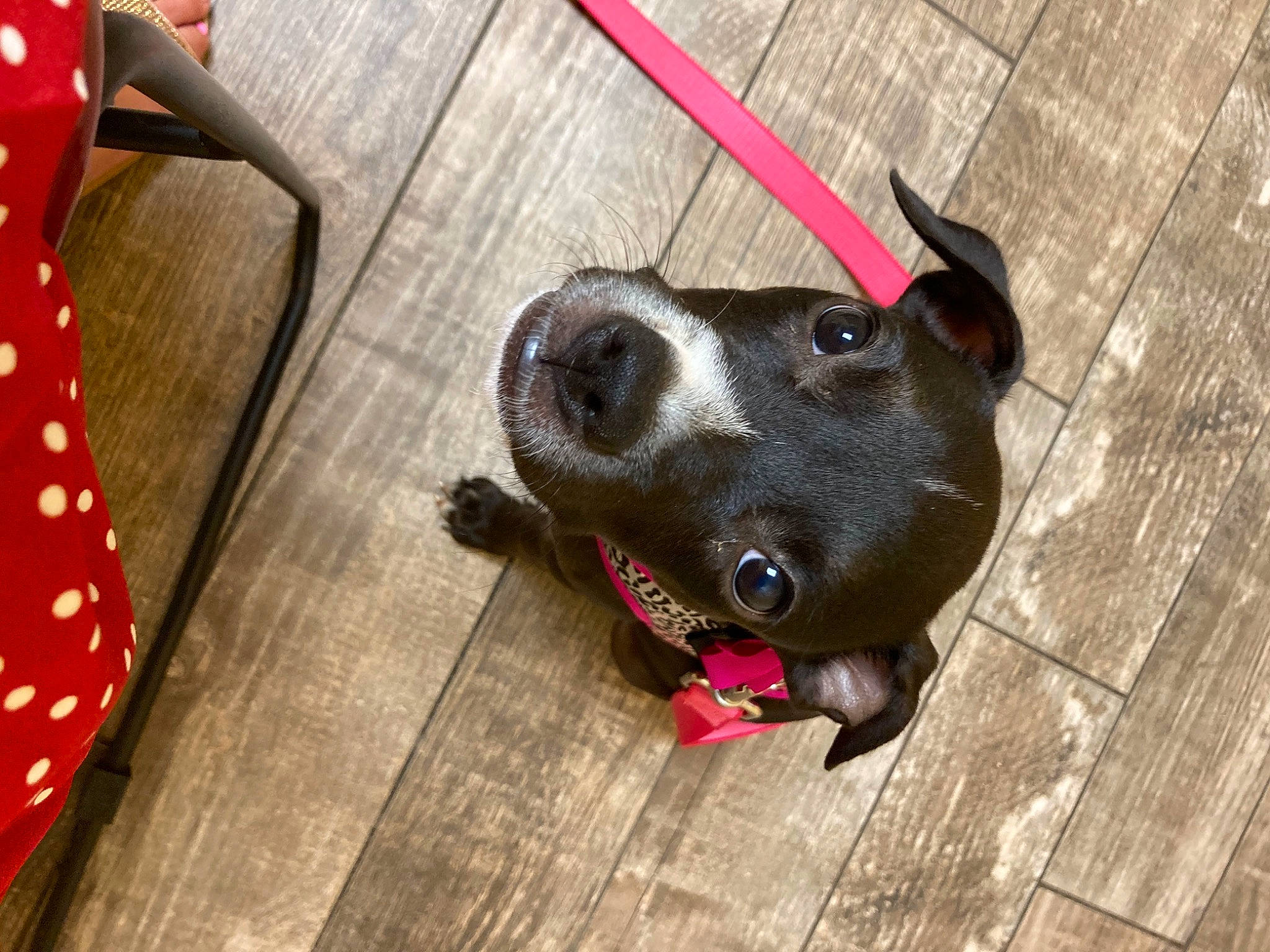 Penelope is registered to the contest to win money with this photo: american_pit_bull_terrier, american_staffordshire_terrier, boston_terrier, canidae, carnivore, collar, companion_dog, dog, dog_breed, dog_collar, dog_toy, fawn, leash, non_sporting_group, nose, pit_bull, puppy, snout, sporting_group