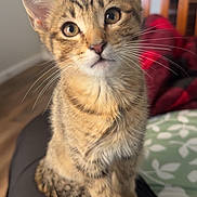 Milo Scar joined the competition — help win amazing prizes! animal, blanket, cat, closeup, cozy, curious, cushion, domestic, eyes, feline, floor, fur, indoor, kitten, lap, pet, sitting, tabby, whiskers, wooden_chair