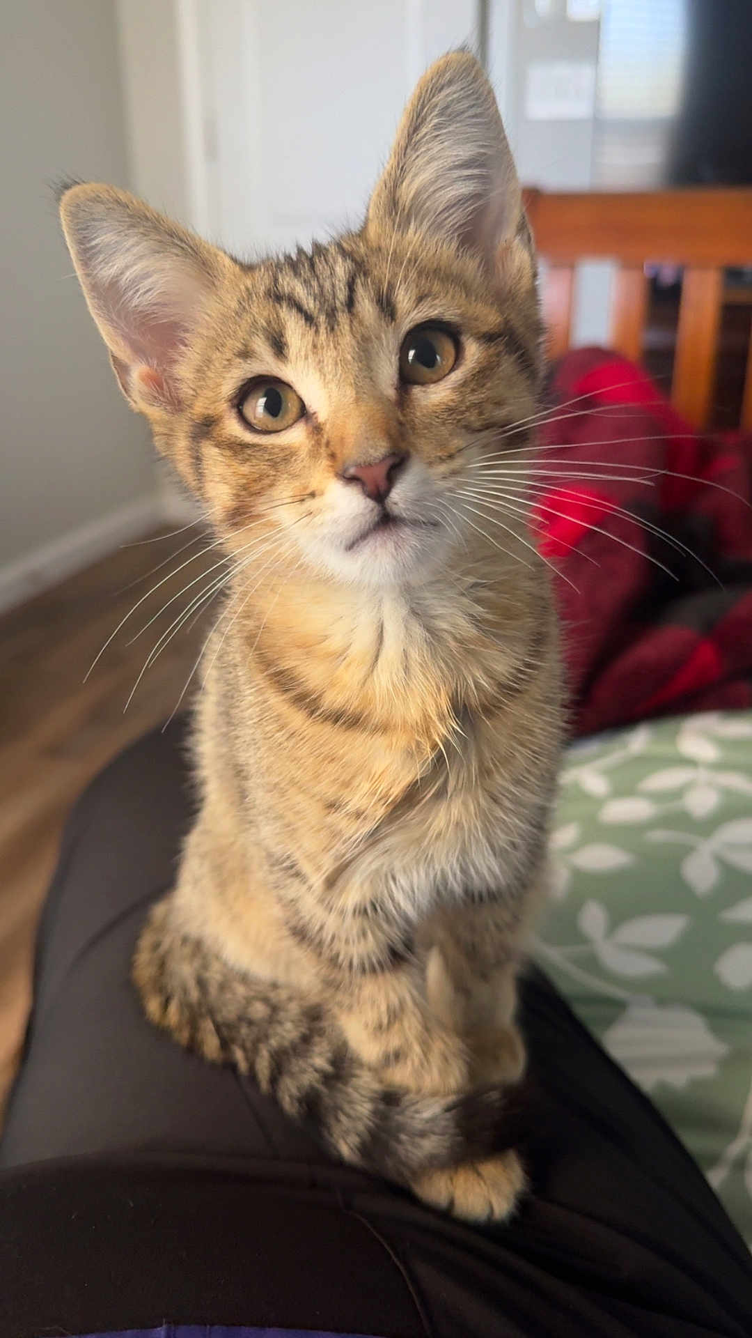 Milo Scar joined the competition — help win amazing prizes! animal, blanket, cat, closeup, cozy, curious, cushion, domestic, eyes, feline, floor, fur, indoor, kitten, lap, pet, sitting, tabby, whiskers, wooden_chair