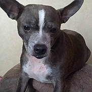 Daisy is registered to the contest to win money with this photo: dog, small_dog, brown_dog, white_markings, ears, pet, animal, couch, indoor, curious, close_up, face, fur, snout, legs, paws, domestic_animal, companion, pet_portrait, canine