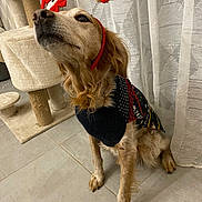 Hary participe au concours pour gagner de l'argent avec cette photo : dog, pet, sweater, headband, indoor, floor, curtains, cat_tree, animal, brown_dog, festive, costume, sitting, tile_floor, furniture, cute, accessory, portrait, domestic, canine
