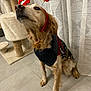 dog, pet, sweater, headband, indoor, floor, curtains, cat_tree, animal, brown_dog, festive, costume, sitting, tile_floor, furniture, cute, accessory, portrait, domestic, canine