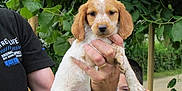 Hary participe au concours pour gagner de l'argent avec cette photo : puppy, dog, person, child, hand, leaf, tree, outdoor, nature, greenery, watch, shirt, face, fur, young, holding, summer, portrait, cute, animal