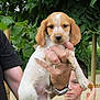 puppy, dog, person, child, hand, leaf, tree, outdoor, nature, greenery, watch, shirt, face, fur, young, holding, summer, portrait, cute, animal
