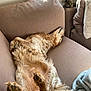 Hary participe au concours pour gagner de l'argent avec cette photo : dog, cat, couch, indoor, relaxed, golden_retriever, tabby_cat, pet, sleeping, furniture, window, blanket, cozy, sunlight, resting, animal, paw, fur, living_room, calm