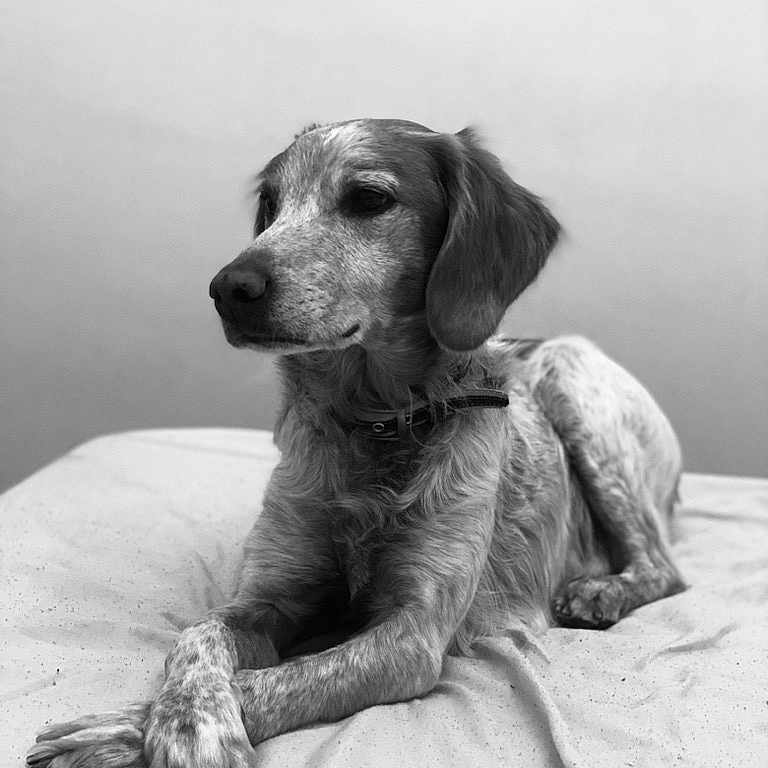 Hary a rejoint le concours — aidez-le/la à gagner de superbes lots ! animal, bed, black_and_white, calm, canine, collar, companion, crossed_paws, cute, dog, domestic_animal, fur, furry, indoor, laying_down, paws, pet, portrait, relaxed, resting
