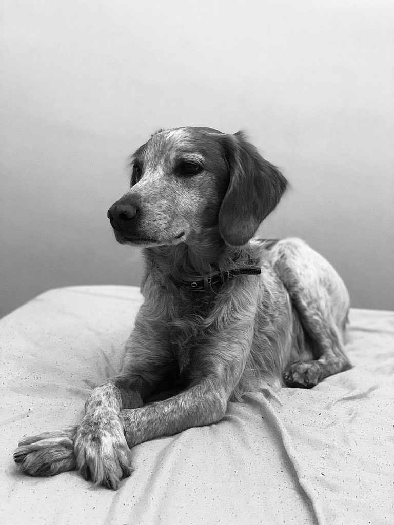 Hary a rejoint le concours — aidez-le/la à gagner de superbes lots ! dog, canine, pet, bed, indoor, black_and_white, portrait, relaxed, fur, collar, paws, laying_down, animal, domestic_animal, cute, calm, crossed_paws, resting, companion, furry