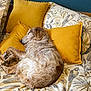 Hary participe au concours pour gagner de l'argent avec cette photo : dog, golden_retriever, sleeping, couch, pillows, yellow_pillow, floral_pattern, indoor, cozy, resting, fur, pet, animal, home, relaxation, comfort, curled_up, napping, domestic, furniture