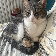 Hermione participe au concours pour gagner de l'argent avec cette photo : cat, tabby, white_fur, indoor, bedspread, floral_pattern, curled_up, resting, pet, feline, paws, tail, radiator, lamp, decor, cozy, sleepy, comfortable, close_up, animal