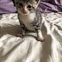 Hermione a rejoint le concours — aidez-le/la à gagner de superbes lots ! kitten, cat, bed, blanket, white_bedspread, purple_blanket, fur, pet, cute, small, indoor, animal, young, domestic_cat, whiskers, paws, face, ears, soft, sleepy