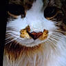 animal, cat, close_up, eyes, face, feline, fur, indoor, nose, pet, phone_screen, photography, portrait, screenshot, serious_expression, staring, striped_fur, tabby_cat, whiskers, white_cat