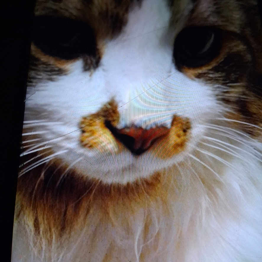 Peanut