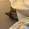 Eleven joined the competition — help win amazing prizes! animal, bed, blanket, cat, comfort, cozy, cute, ears, face, fur, fur_pattern, indoor, mammal, pet, relaxing, resting, sleepy, soft, whiskers, white