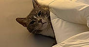 Eleven joined the competition — help win amazing prizes! animal, bed, blanket, cat, comfort, cozy, cute, domestic, feline, fur, home, indoor, nap, pet, relaxed, resting, sleepy, soft, warm, whiskers