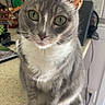 Eleven is registered to the contest to win money with this photo: cat, closeup, countertop, curious, domestic_cat, ears, feline, fur, gray_cat, green_eyes, home, household, indoor, looking_at_camera, pet, portrait, sitting, tail, whiskers, white_paws