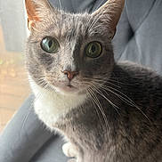 Eleven is registered to the contest to win money with this photo: animal, cat, chair, close_up, curious, cute, domestic_cat, feline, fur, gray_cat, green_eyes, indoor, pet, portrait, relaxed, sitting, soft_light, whiskers, white_fur, window