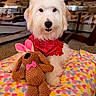 dog, white_dog, plush_toy, brown_bunny, pink_ears, red_bandana, heart_pattern, colorful_blanket, indoor, carpet, table, glass_tabletop, pet, cute, fluffy, toy, animal, sitting, looking_at_camera, cozy