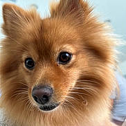 Leah is registered to the contest to win money with this photo: dog, pomeranian, pet, close_up, fur, brown_fur, whiskers, nose, eyes, ears, muzzle, portrait, fluffy, adorable, domestic_animal, indoor, soft_texture, animal_face, cute, companion