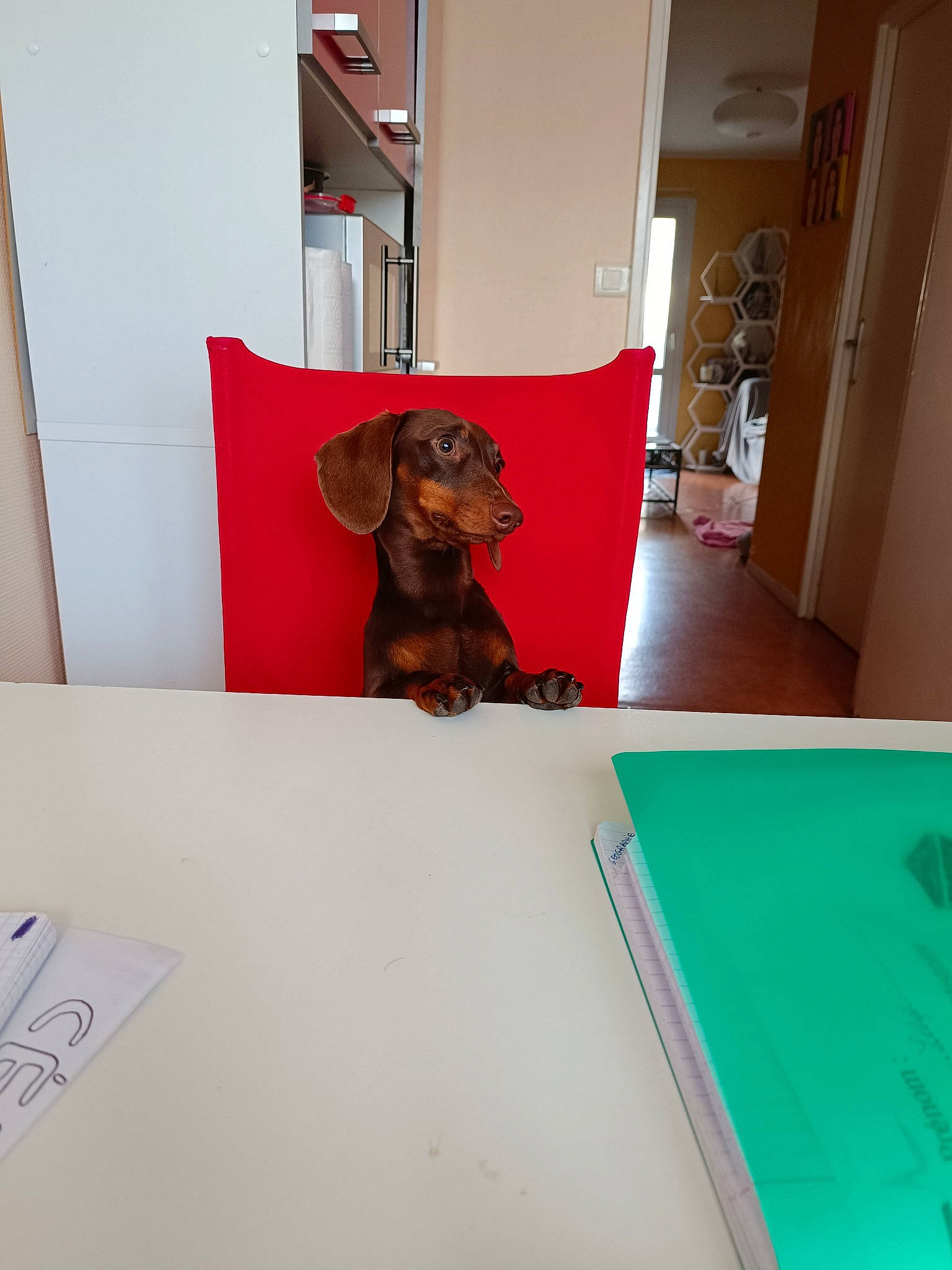 Atlas participe au concours pour gagner de l'argent avec cette photo : art, carnivore, chair, companion_dog, desk, dog, dog_breed, door, fawn, floor, flooring, hardwood, liver, paint, rectangle, room, sporting_group, table, wood, working_animal
