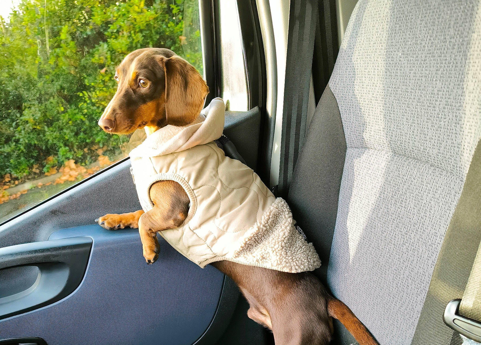 Atlas a rejoint le concours — aidez-le/la à gagner de superbes lots ! automotive_design, automotive_exterior, automotive_lighting, automotive_mirror, car, car_seat, car_seat_cover, carnivore, companion_dog, dog, dog_breed, door, fawn, motor_vehicle, plant, seat_belt, sunglasses, tree, vehicle, vehicle_door