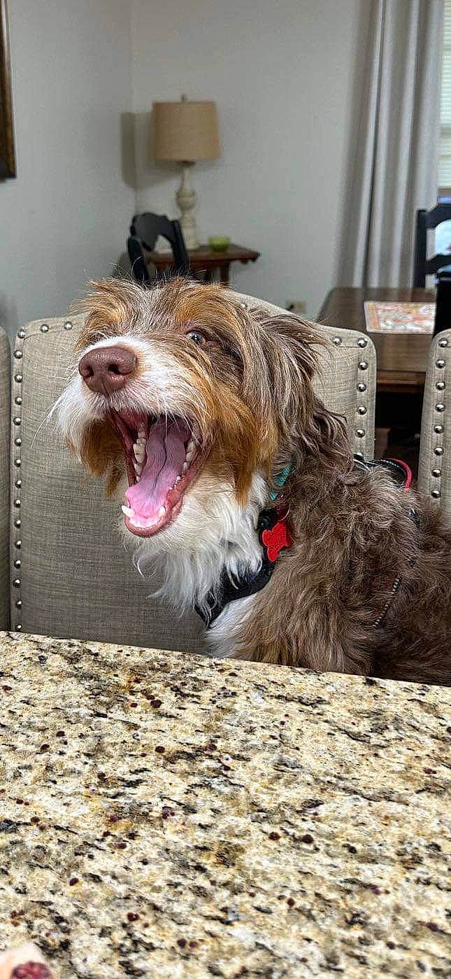 Beau Lewis is registered to the contest to win money with this photo: canidae, carnivore, collar, companion_dog, dog, dog_breed, dog_collar, dog_supply, fang, fur, leash, liver, pet_supply, small_terrier, snout, sporting_group, terrier, toy_dog, working_animal, yawn