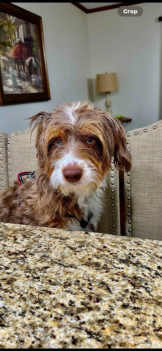 Beau Lewis joined the competition — help win amazing prizes! canidae, carnivore, companion_dog, dog, dog_breed, flooring, fur, liver, picture_frame, puppy, small_terrier, snout, sporting_group, terrier, toy_dog, water_dog, wood, working_animal, yorkipoo