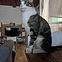 cat, tabby, white, indoor, living_room, wooden_table, curious, sitting, feline, pet, window, blinds, sofa, television, flooring, plant, decor, natural_light, cozy, household