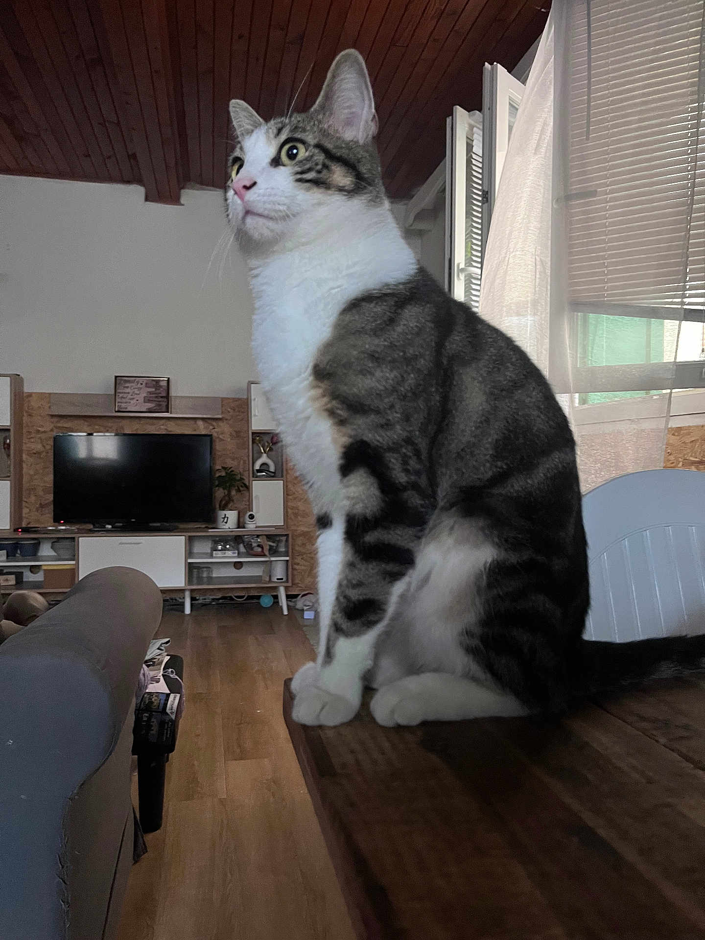Nemo a rejoint le concours — aidez-le/la à gagner de superbes lots ! cat, tabby, white, indoor, living_room, wooden_table, curious, sitting, feline, pet, window, blinds, sofa, television, flooring, plant, decor, natural_light, cozy, household