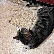 Nemo a rejoint le concours — aidez-le/la à gagner de superbes lots ! cat, tabby, indoor, floor, tile, pet, animal, relaxed, fur, whiskers, ears, tail, striped, domestic, curious, resting, home, quiet, cute, mammal