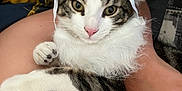 Nemo a rejoint le concours — aidez-le/la à gagner de superbes lots ! cat, tabby, santa_hat, white_fur_collar, pet, animal, hand, human, lap, relaxed, indoor, fur, whiskers, pink_nose, claws, person, skin, comfort, holiday, festive